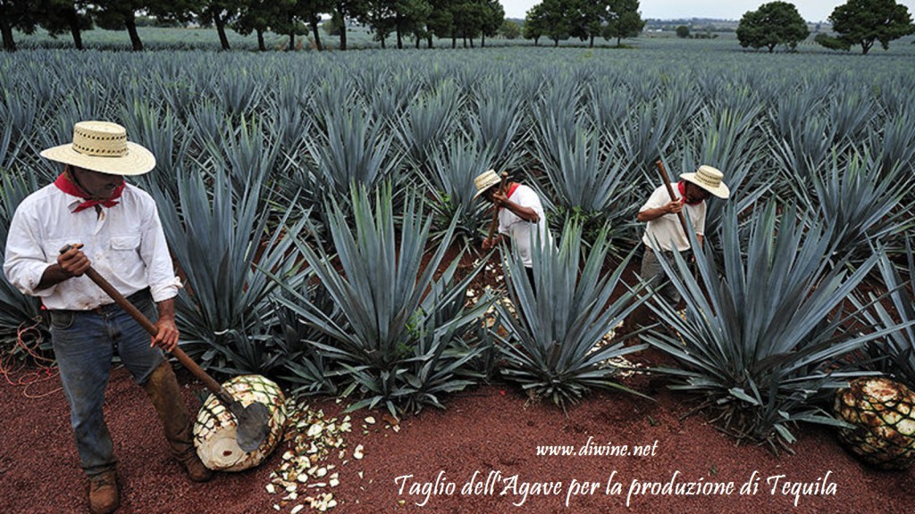 L'arte del taglio dell'Agave per la Tequila